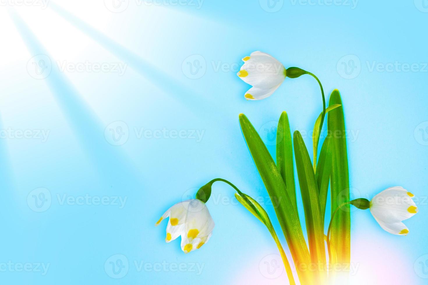 The first delicate spring flower snowdrop. photo