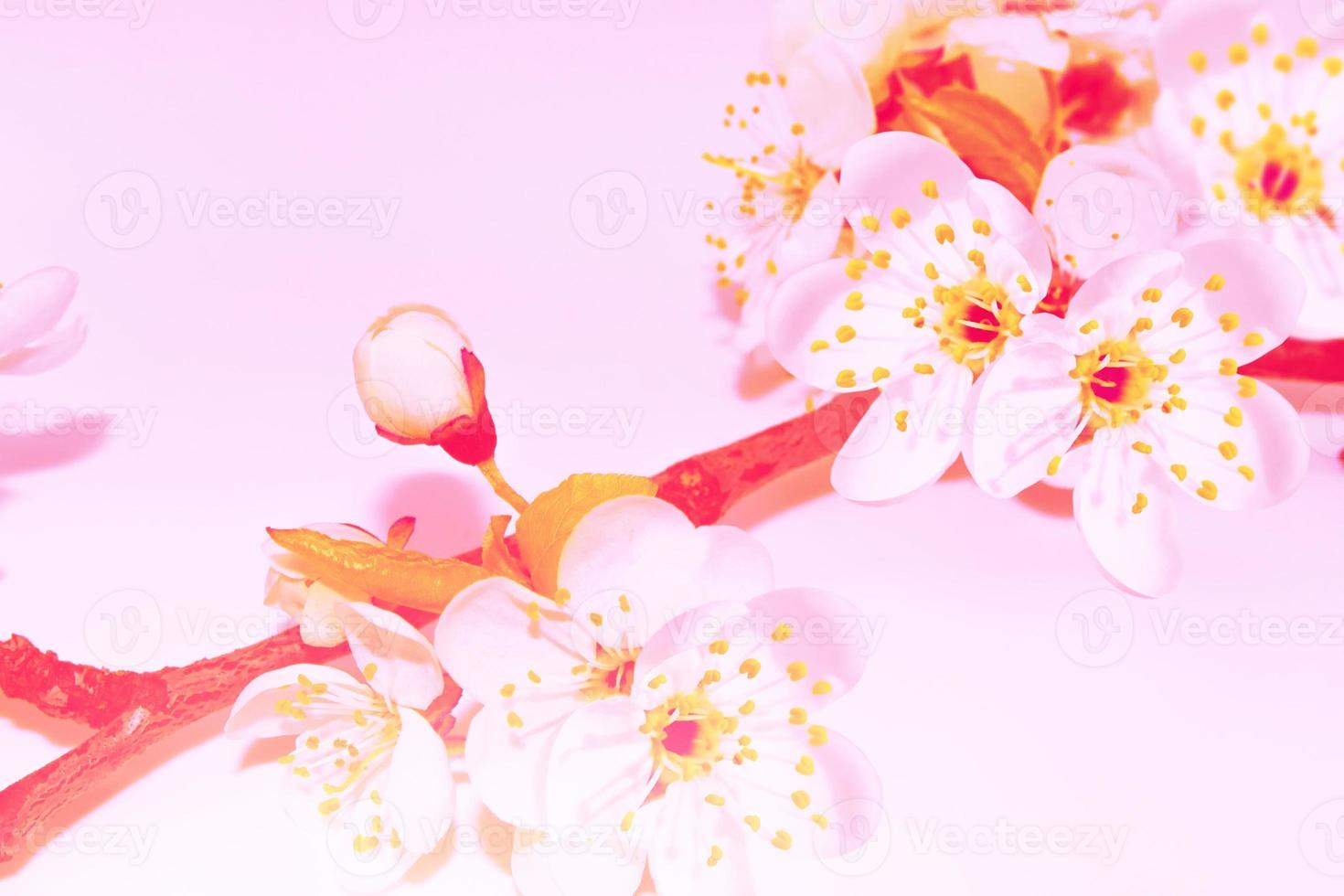 Blossoming branch cherry. nature photo