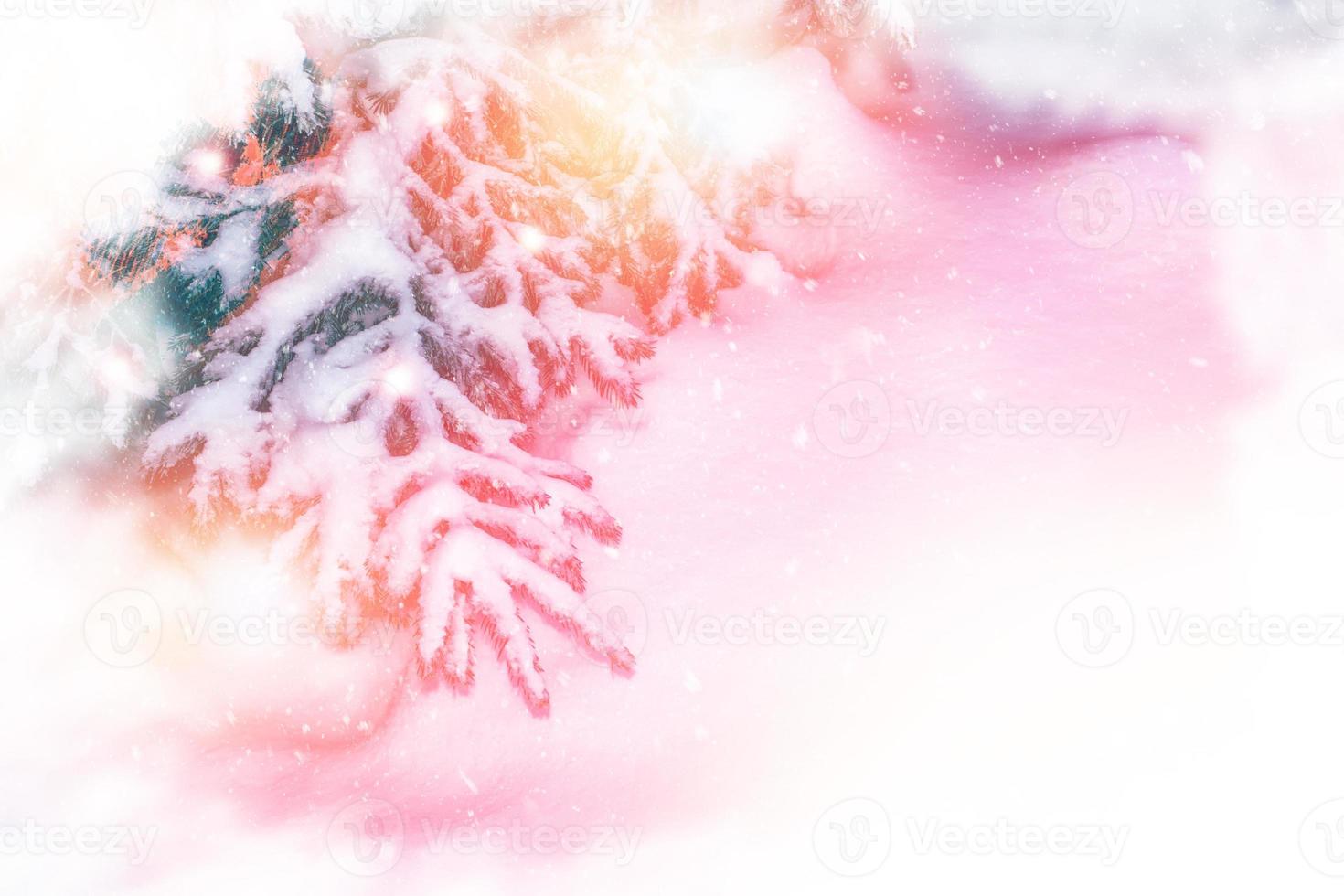 Frozen winter forest with snow covered trees. photo
