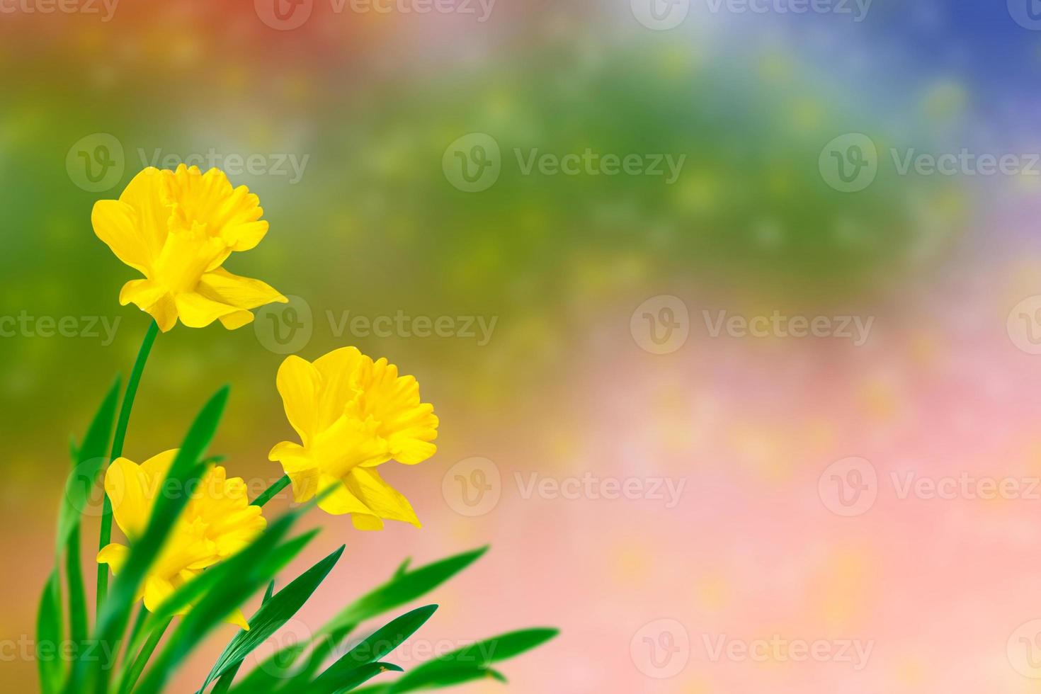 Spring flowers of daffodils. photo