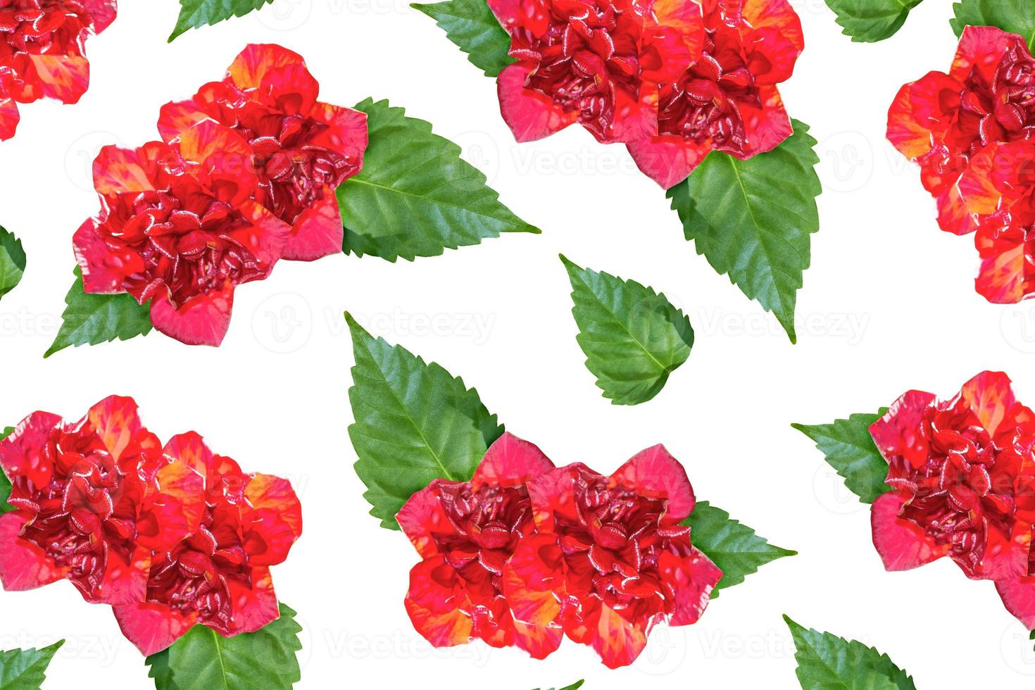 Flower bud roses on a white background photo