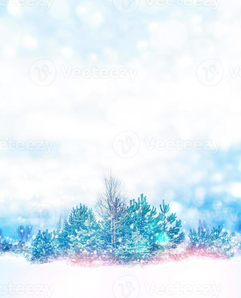 Frozen winter forest with snow covered trees. photo