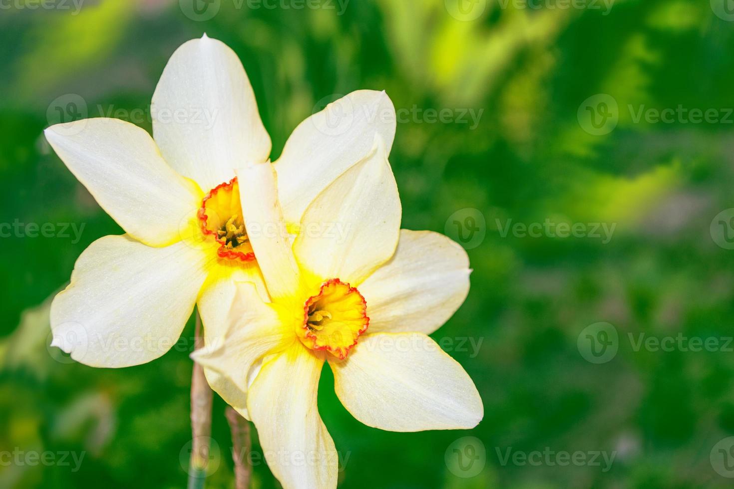 Spring flowers of daffodils. photo