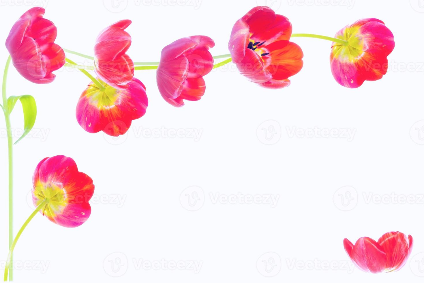 spring colorful flowers tulips. floral collection. photo