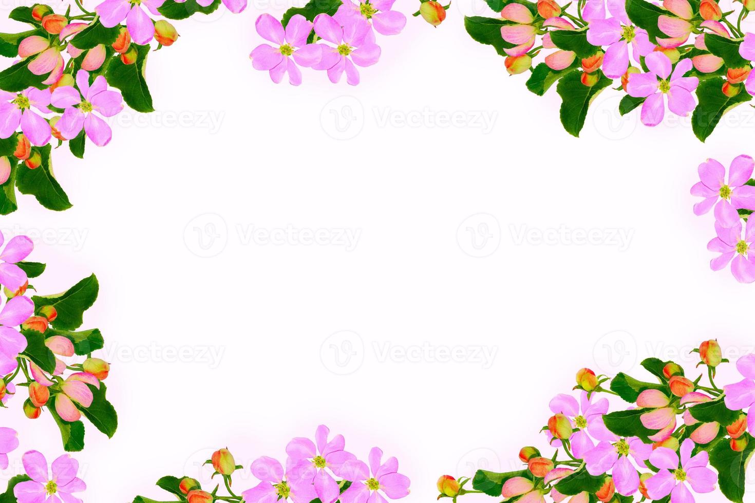 Flowering branch of apple isolated on a white background. photo