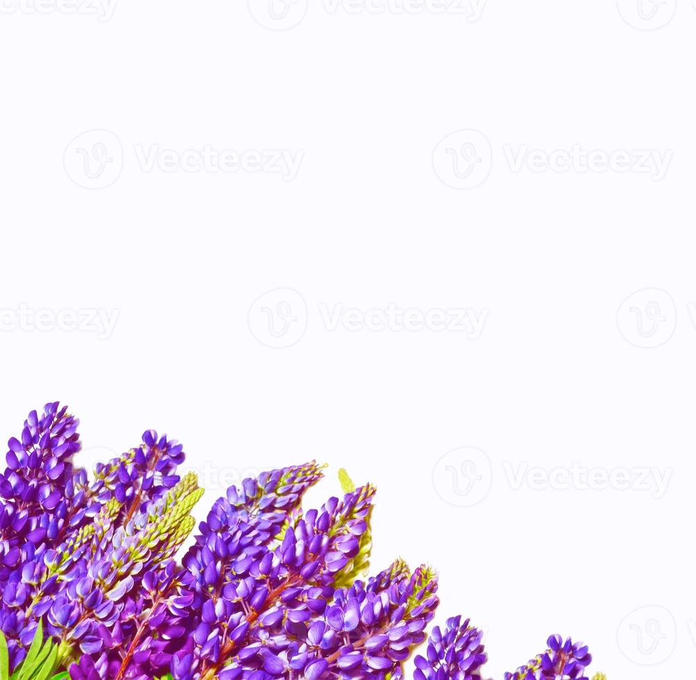 lupines beautiful flowers on a white background photo