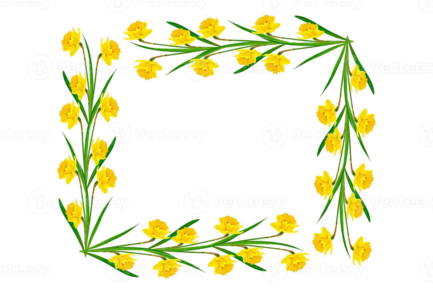 spring flowers narcissus isolated on white background photo