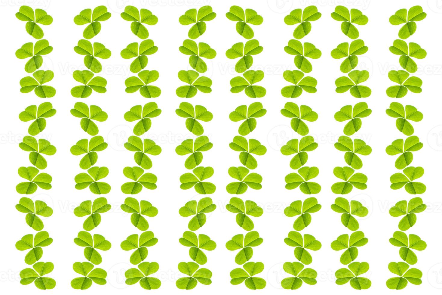 green clover leaves isolated on white background. St.Patrick 's Day photo