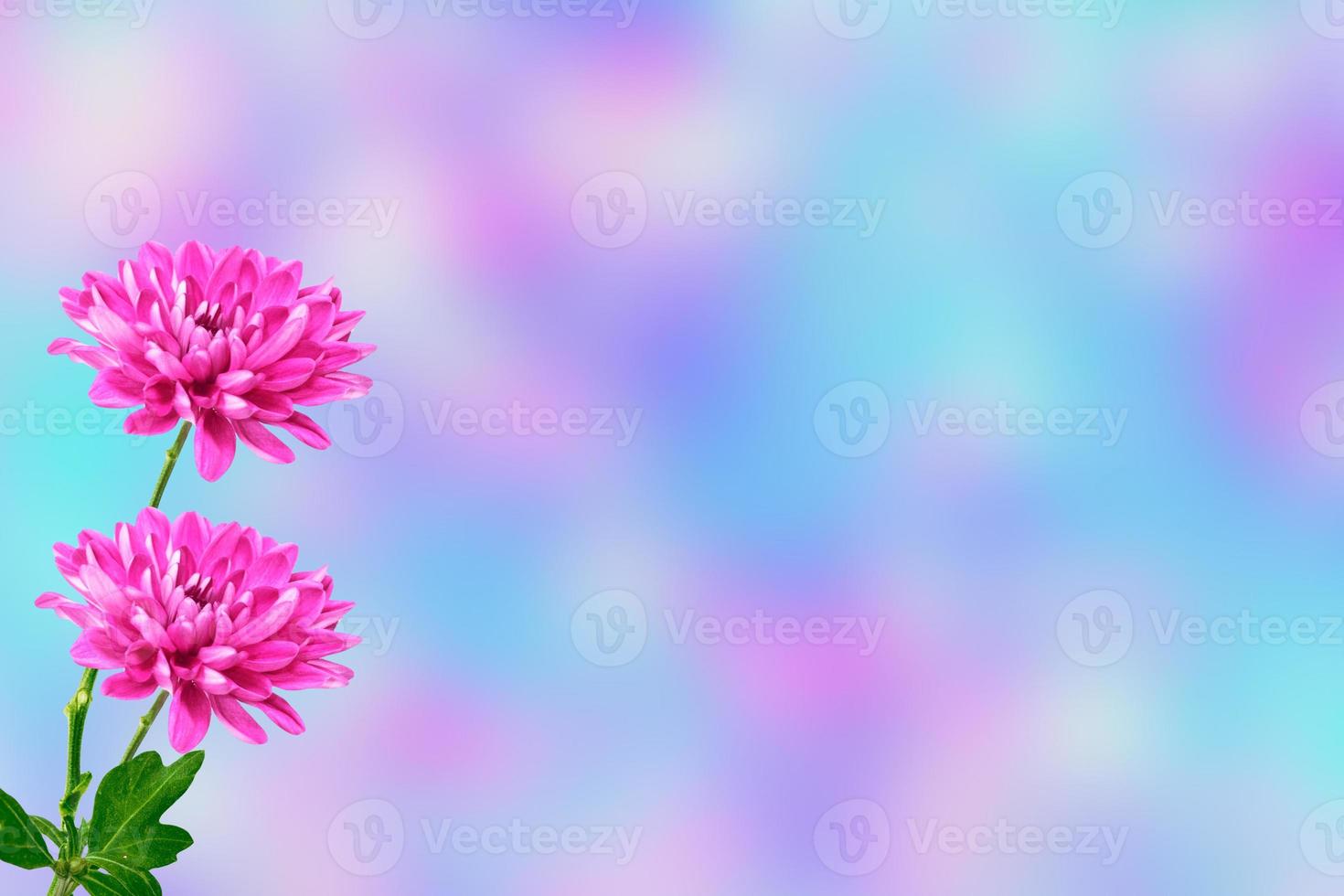 Colorful chrysanthemum flowers on a background of the autumn landscape photo