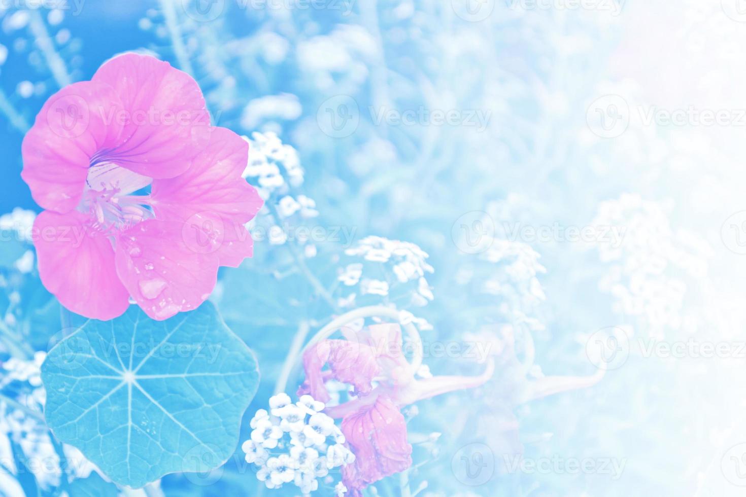 nasturtium flowers. Summer landscape photo