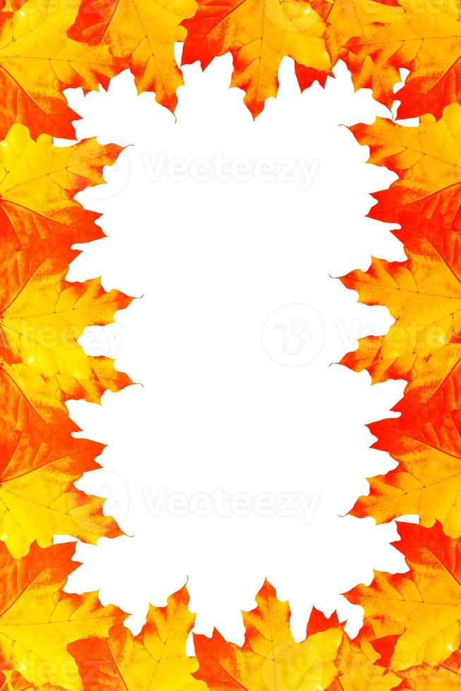 Bright colorful autumn leaves photo