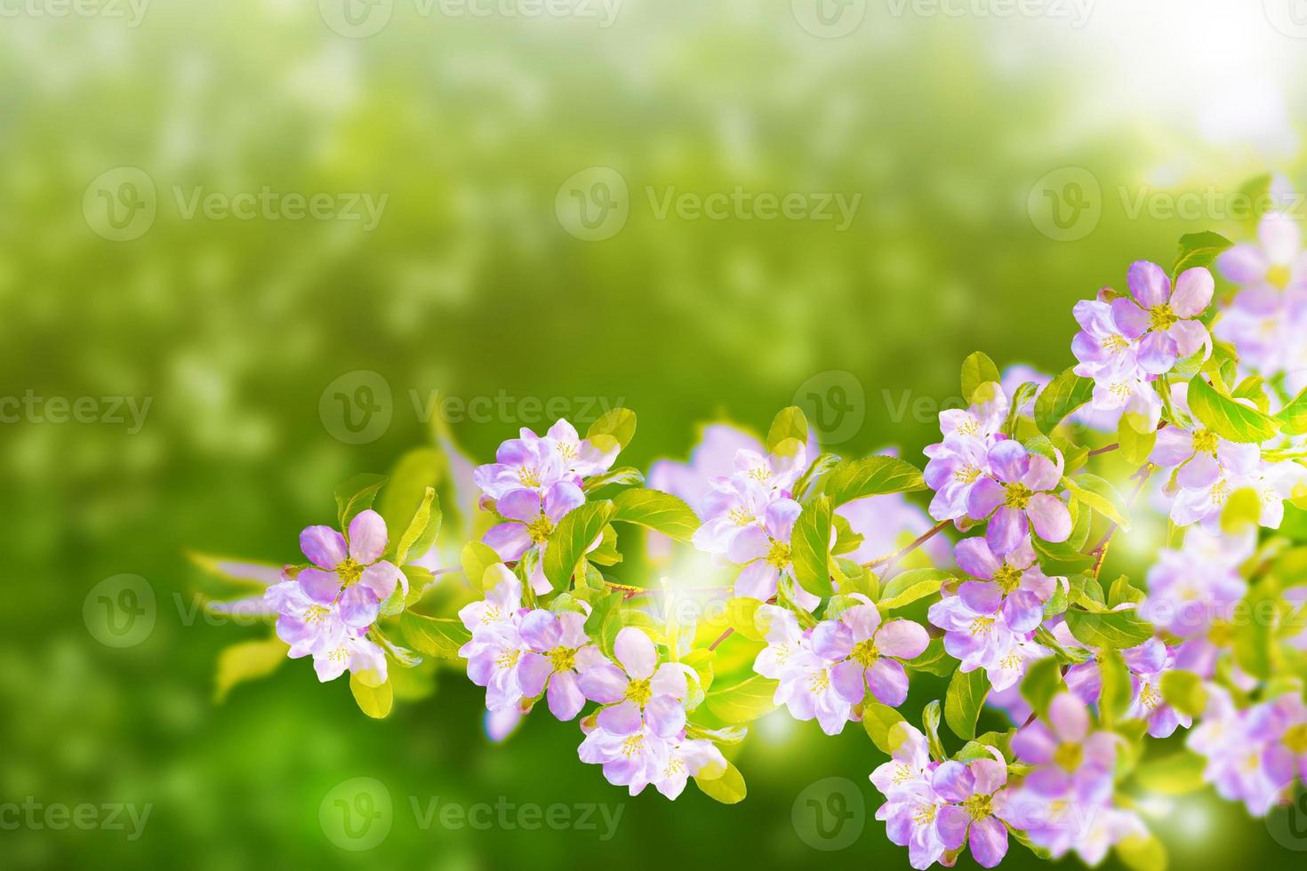 Blossoming branch cherry photo