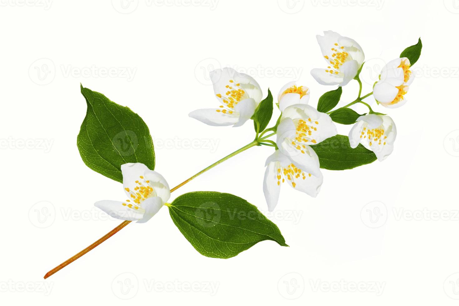 branch of jasmine flowers isolated on white background. photo