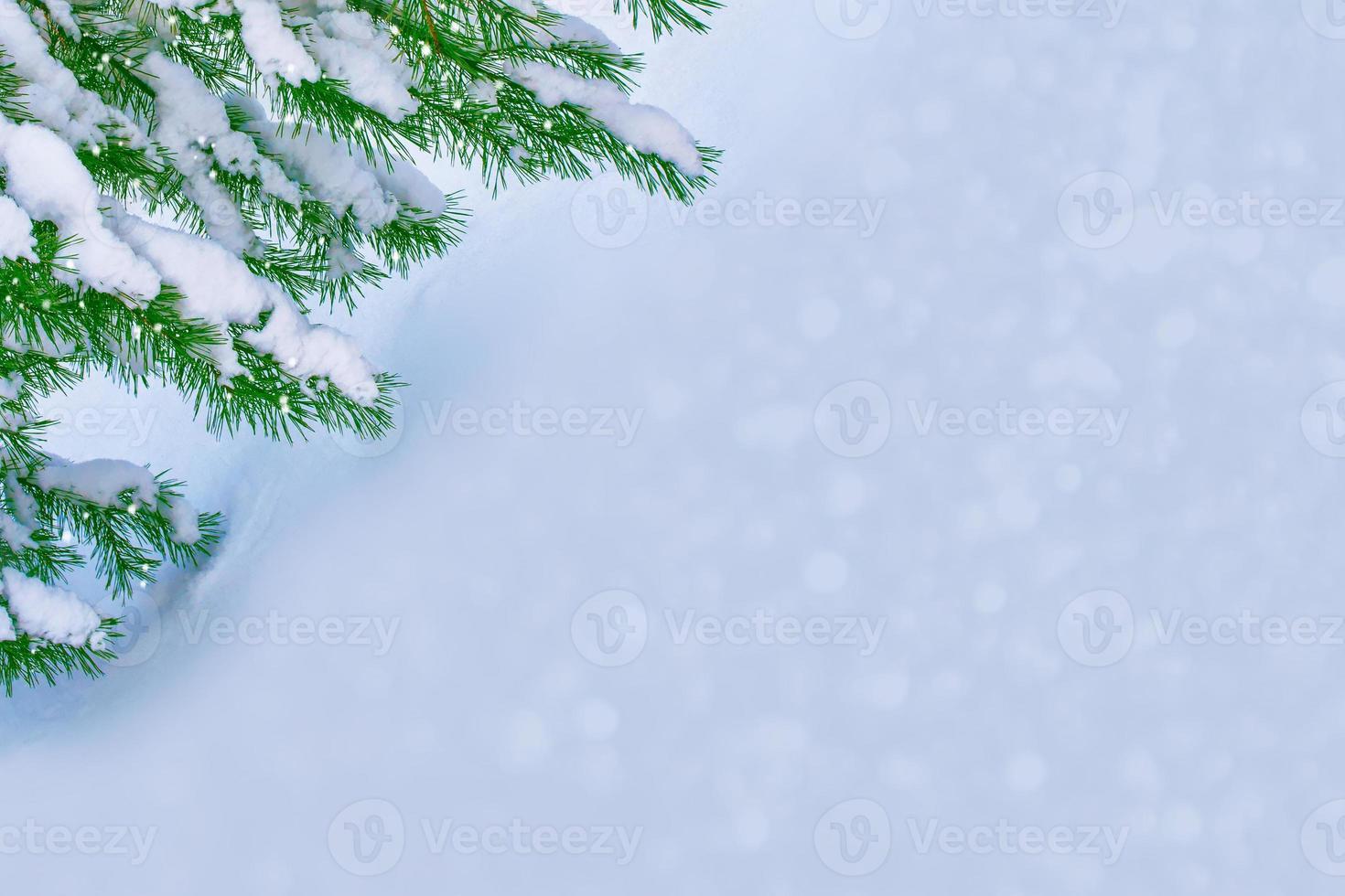 The branches of the snow covered tree Christmas tree photo