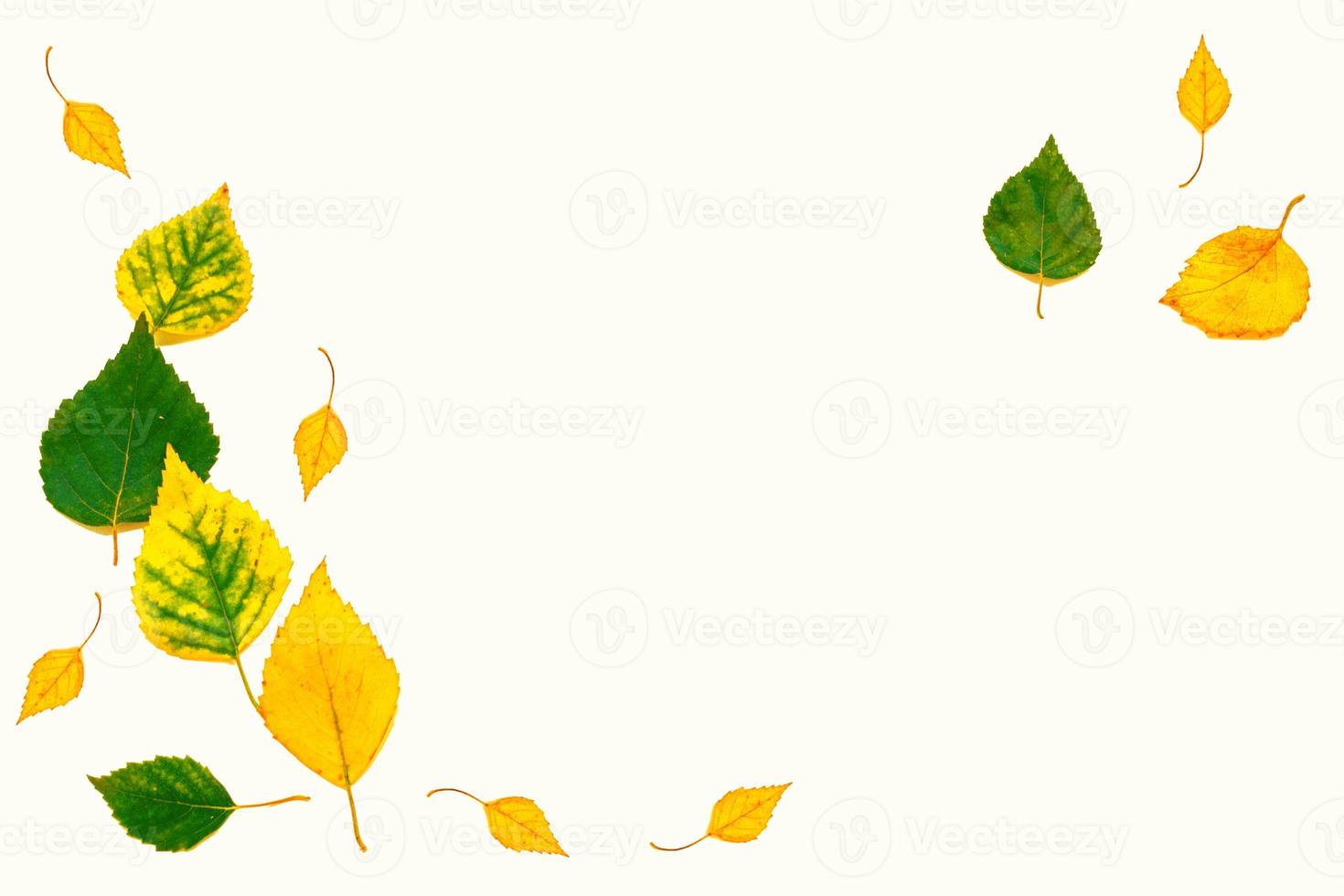 Bright colorful autumn leaves photo