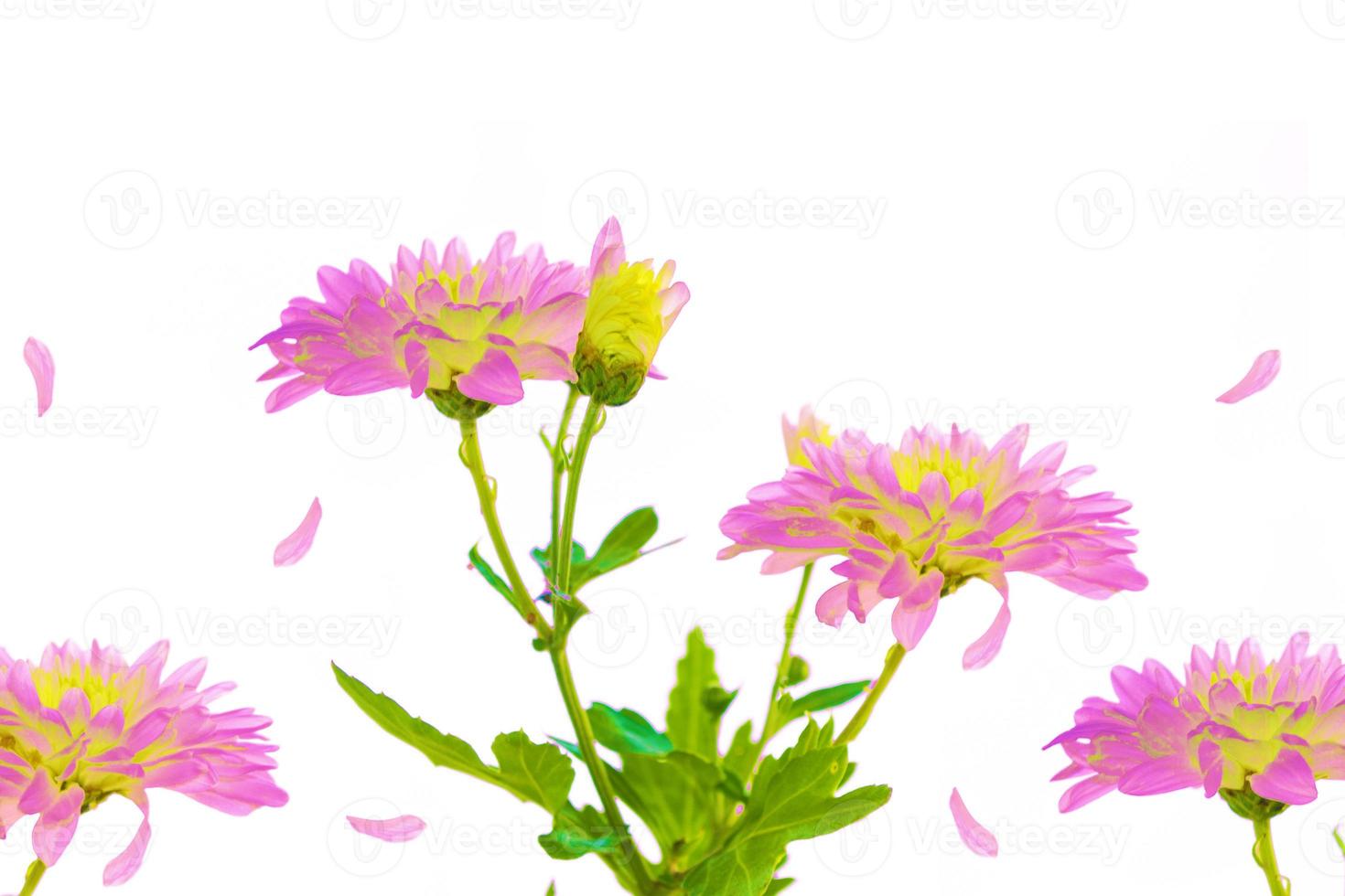 Colorful autumn flowers of chrysanthemum photo