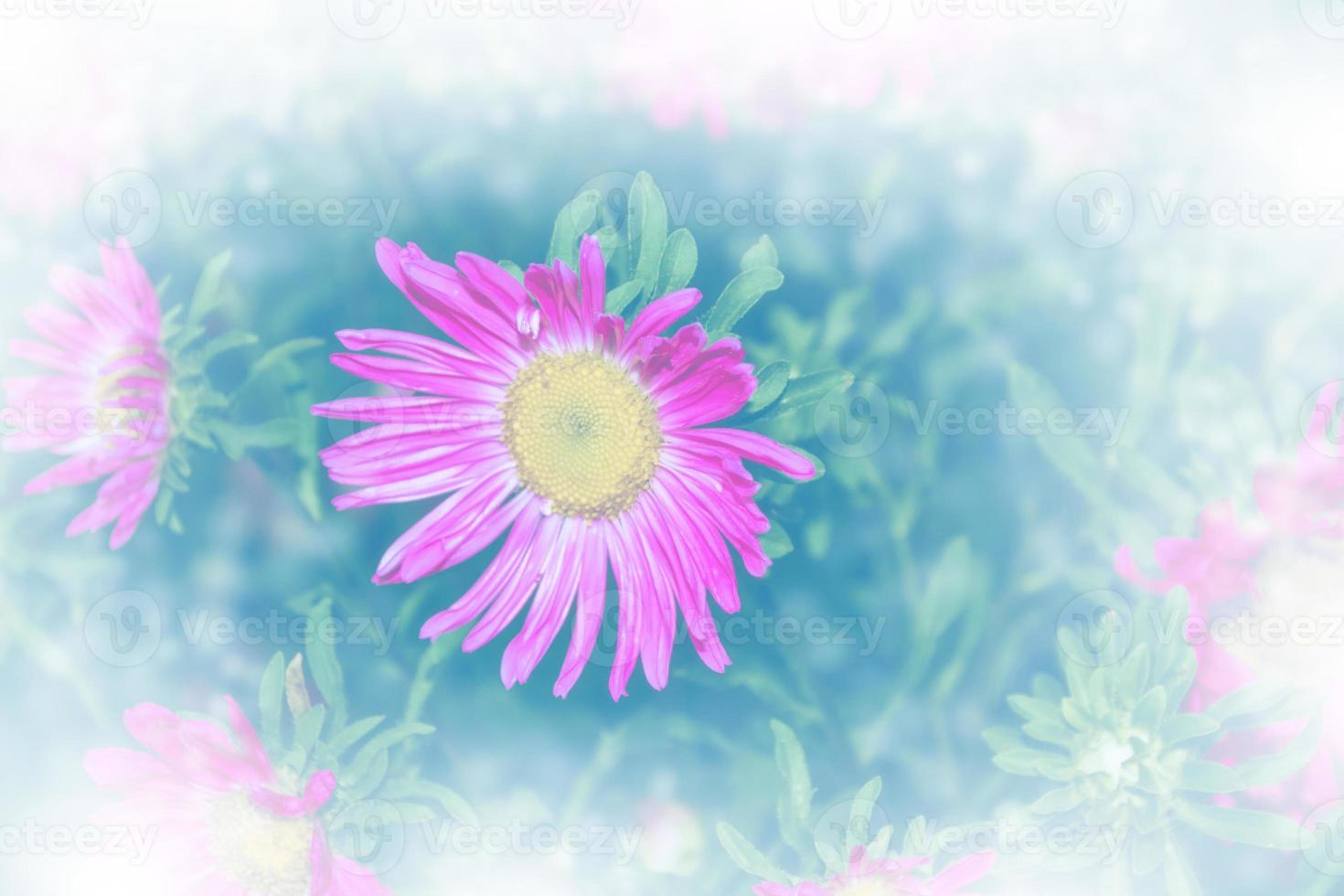 Colorful autumn flowers of aster photo