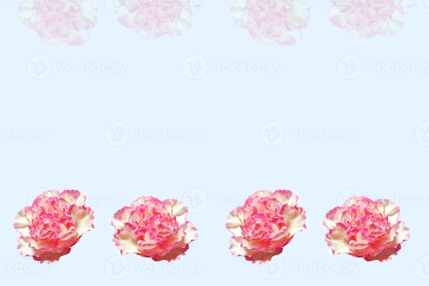 frame. colorful carnation flowers. Floral background. photo