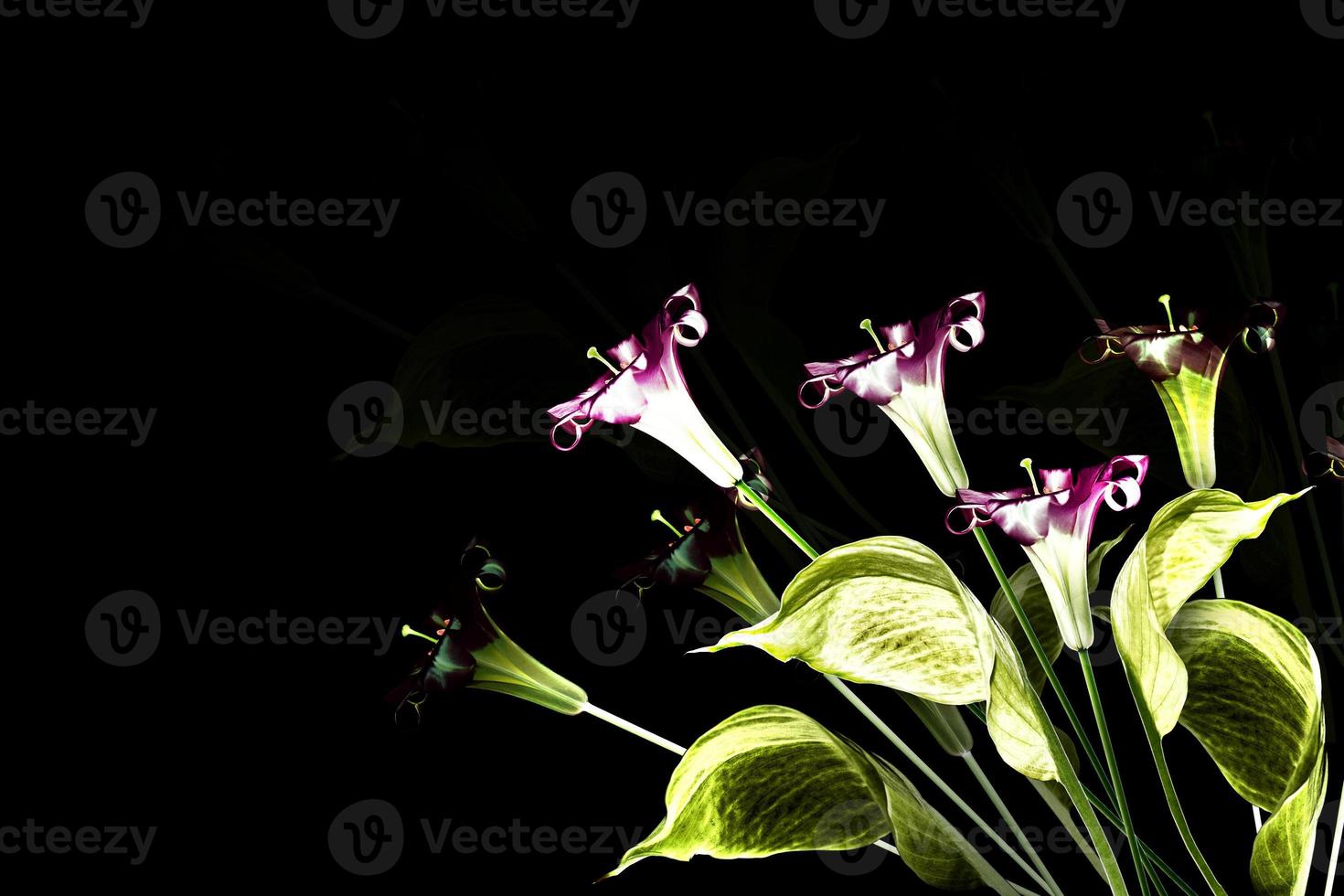spathiphyllum flower isolated on black background. photo