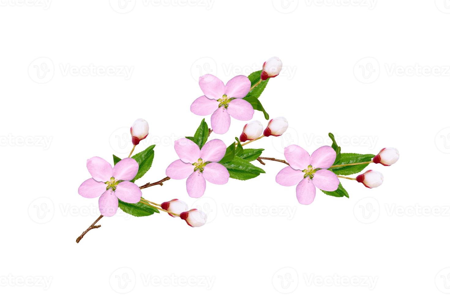 Flowering branch of cherry isolated on a white background. photo