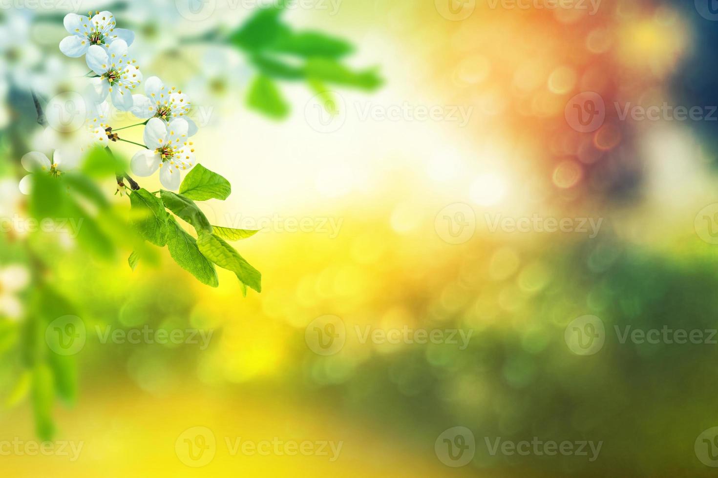 Bright colorful spring flowers photo