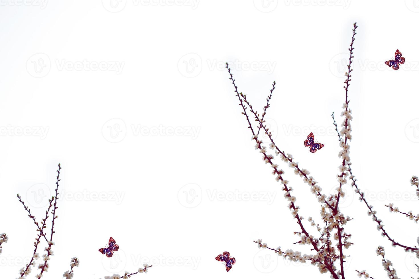 insect butterfly. Flowering branch of cherry isolated on a white background. photo