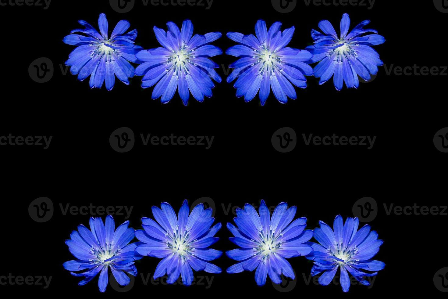 Chicory flower with leaf isolated on black background photo