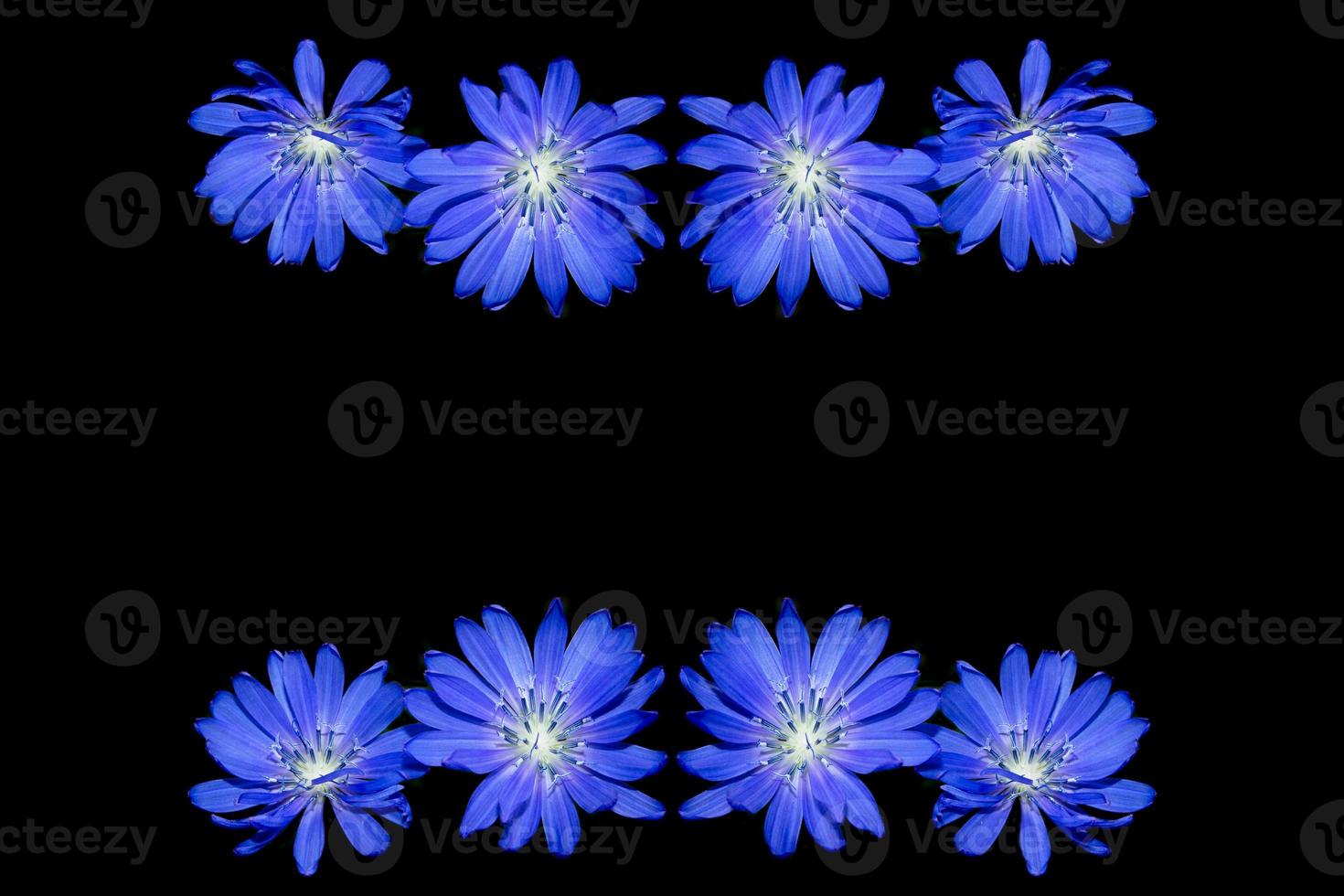 Chicory flower with leaf isolated on black background photo