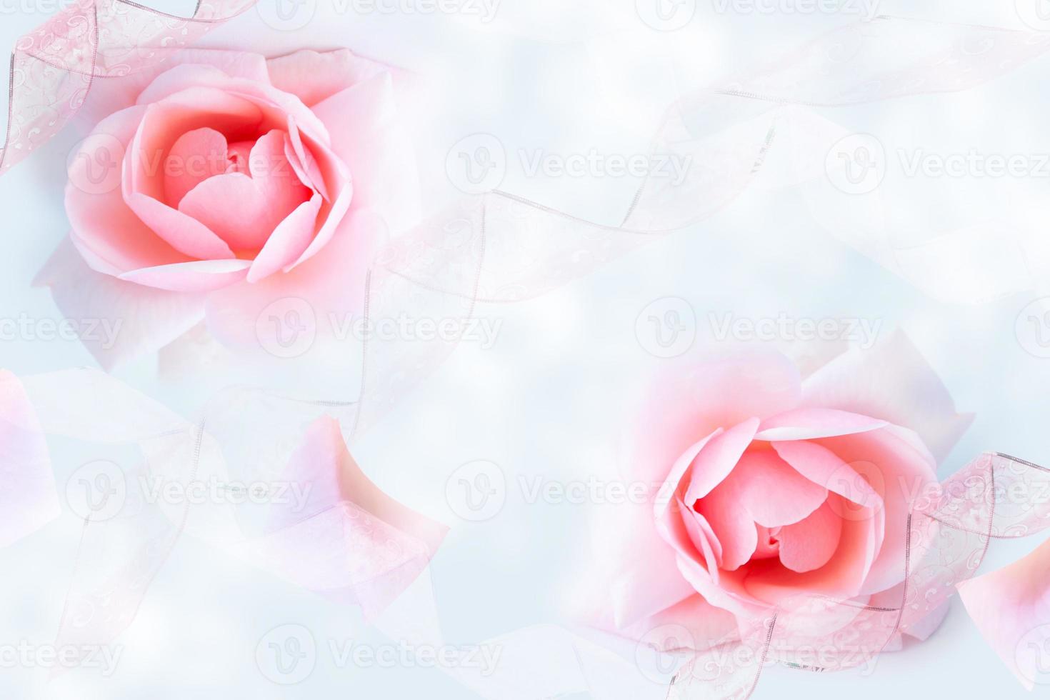 Bright colorful flower rose. nature photo