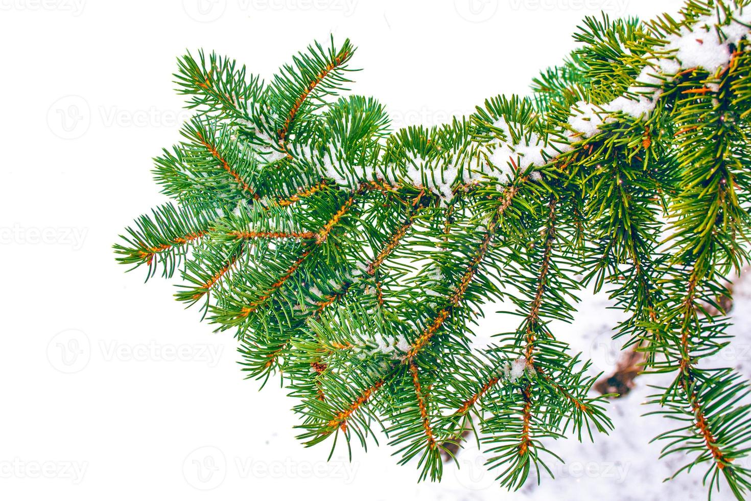 The branches of the snow covered tree Christmas tree photo