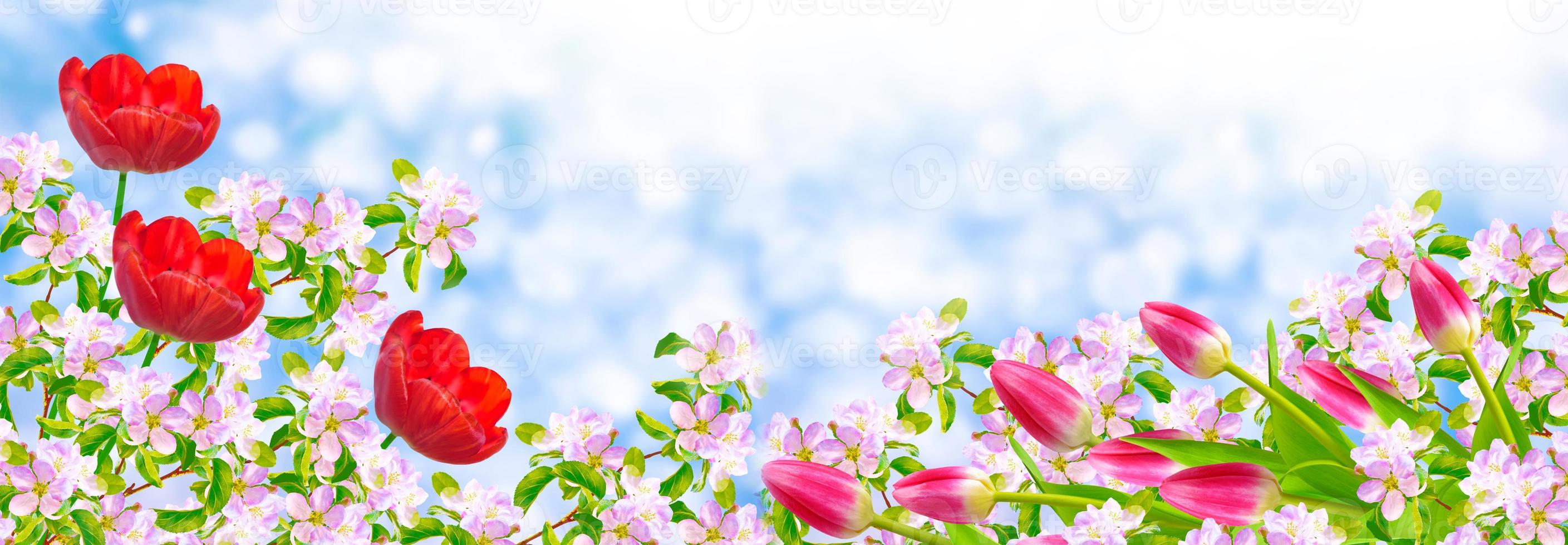 Bright colorful spring flowers photo