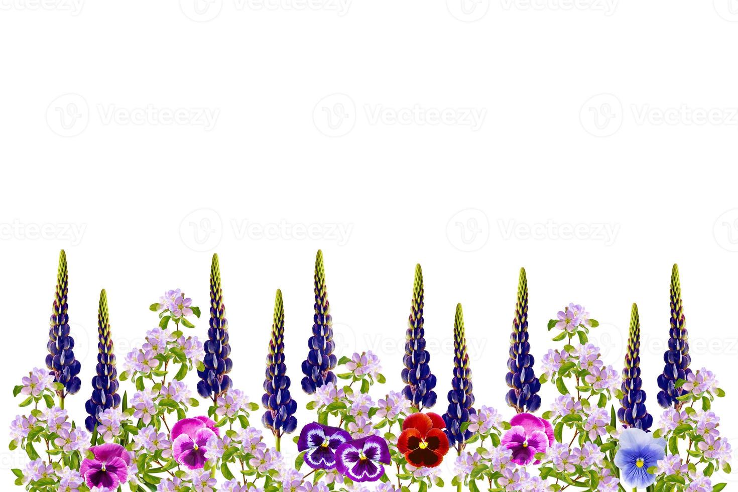 Natural floral background of vibrant flowers. isolated on white background.  summer wildflower bud. Violet wild flower. photo
