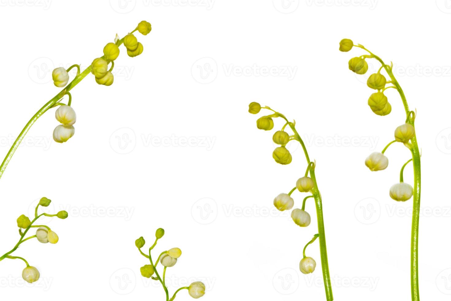Lily of the valley flower on white background photo