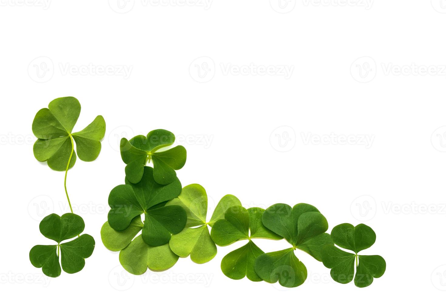 green clover leaves isolated on white background. St.Patrick 's Day photo