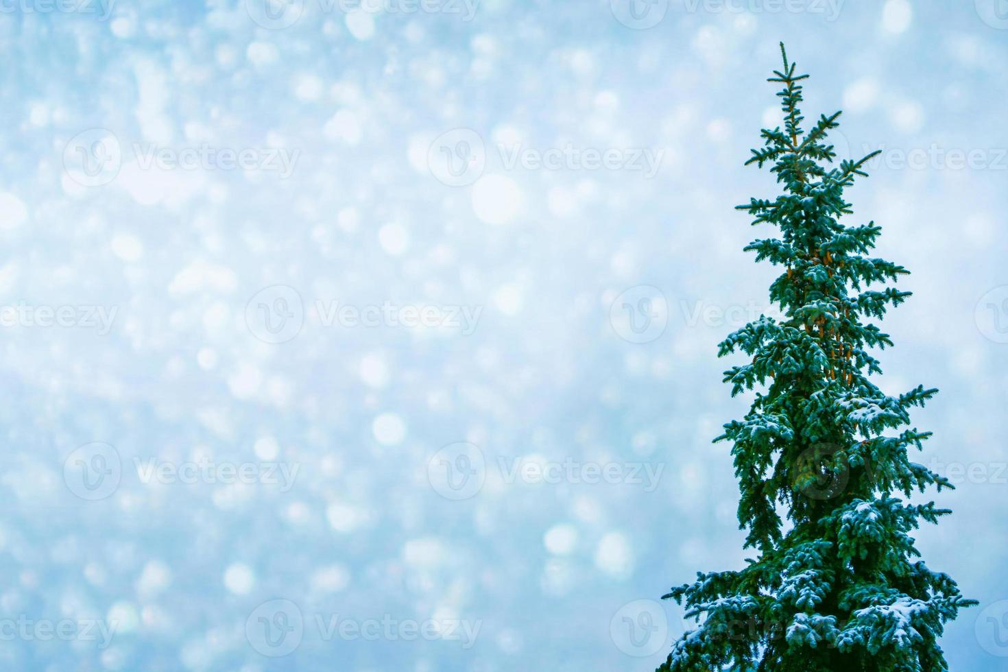 Frozen winter forest with snow covered trees. photo