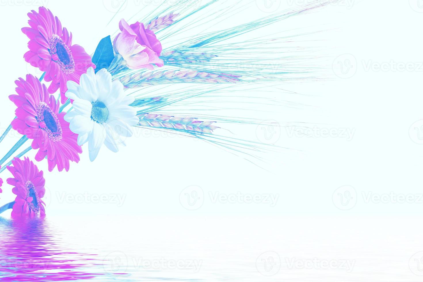 Colorful vibrant flowers of chrysanthemum, gerbera, roses isolated on a white background. photo