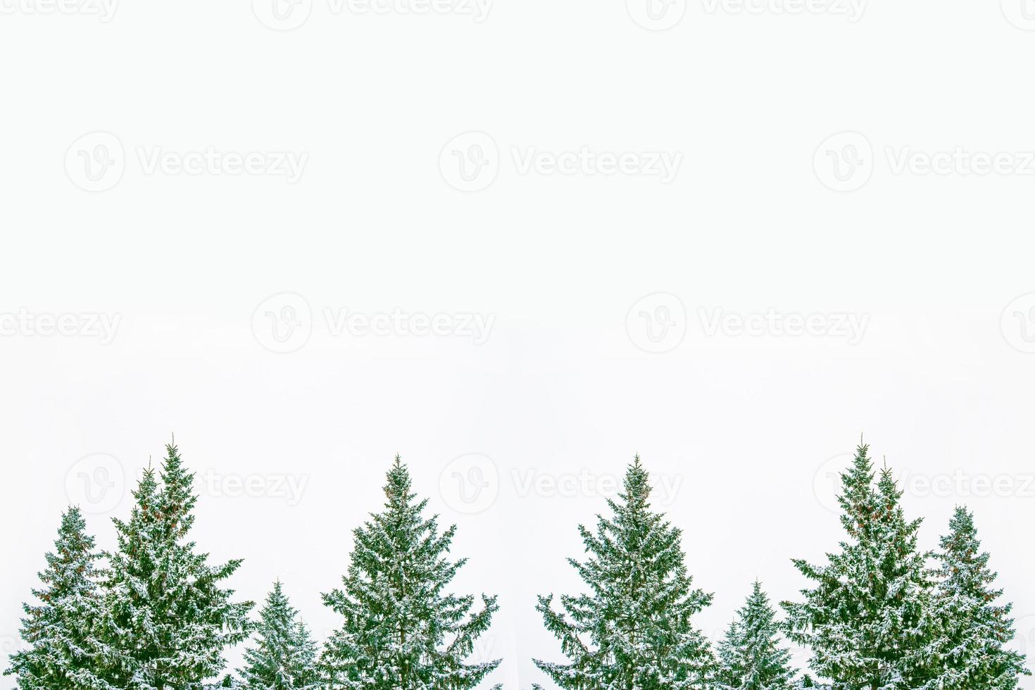 The branches of the snow covered tree Christmas tree photo