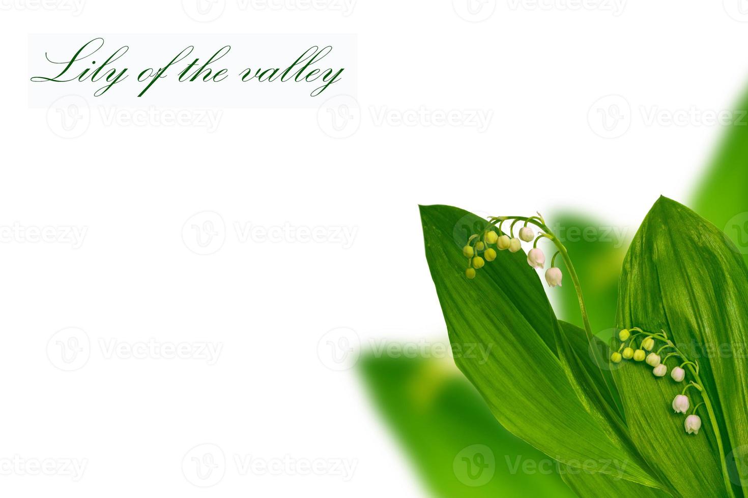 Lily of the valley flower on white background photo