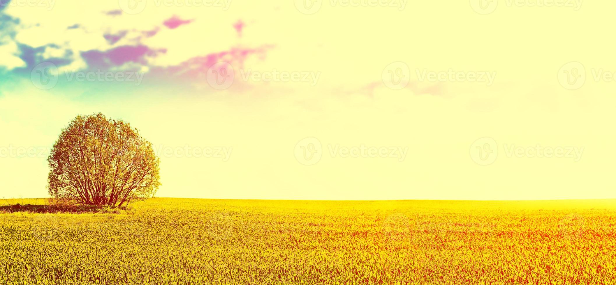 paisaje con árboles de color verde brillante y cielo azul. foto