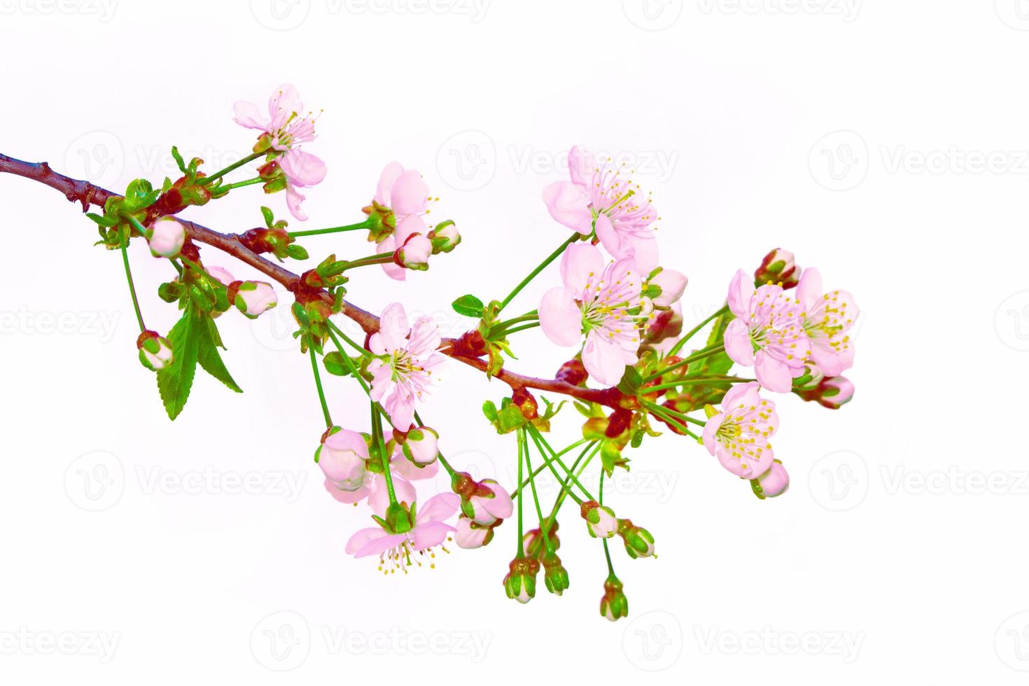 Flowering branch of cherry isolated on a white background. photo