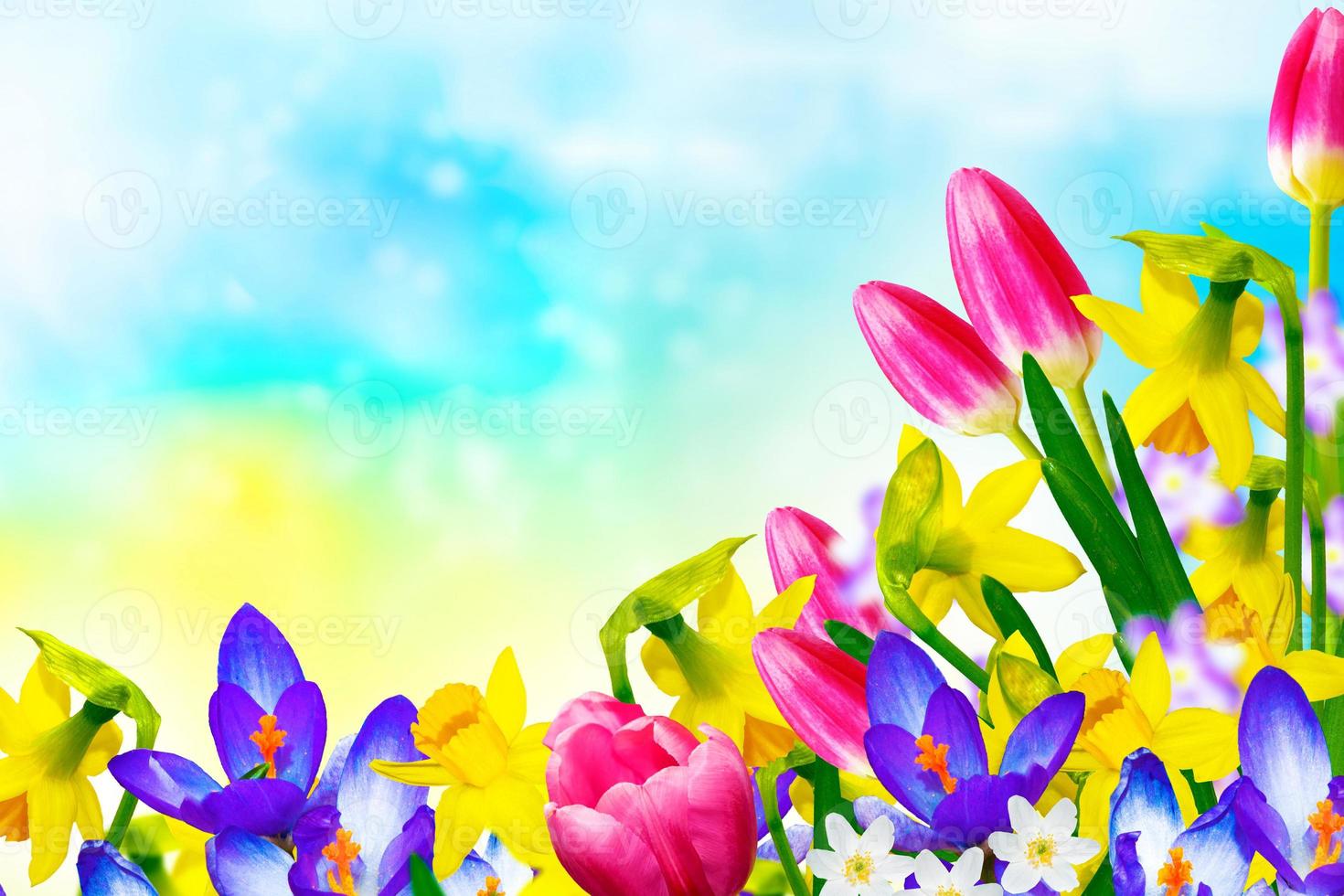 Natural floral background. Spring flowers daffodils, tulips, crocuses, snowdrops. photo