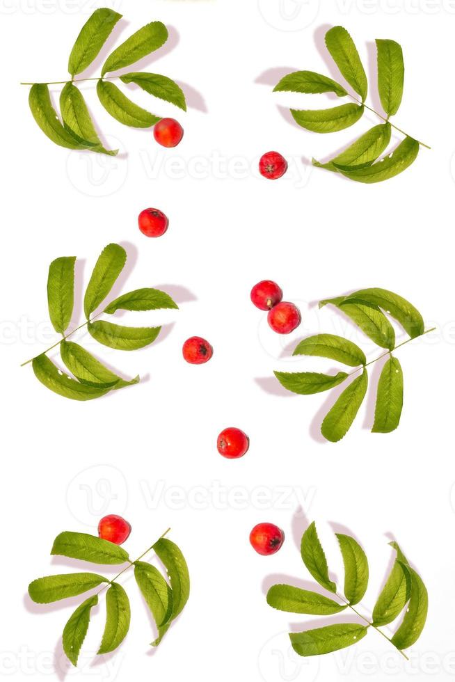 Bunches of red rowan berries photo