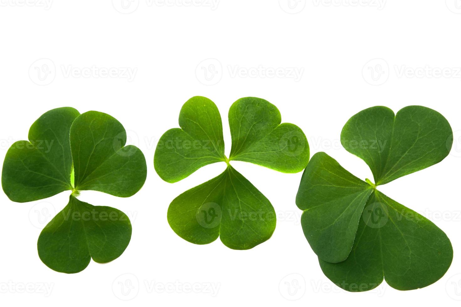 green clover leaves isolated on white background. St.Patrick 's Day photo