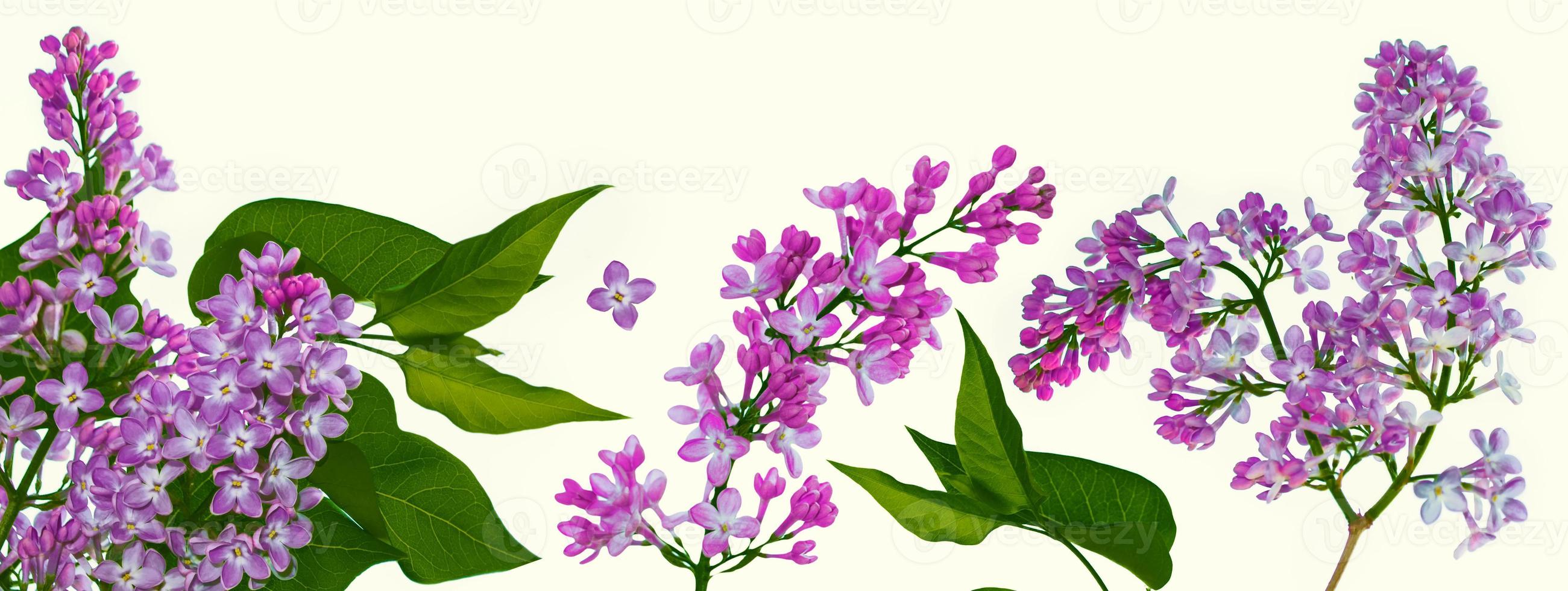 spring flowers lilac. nature photo