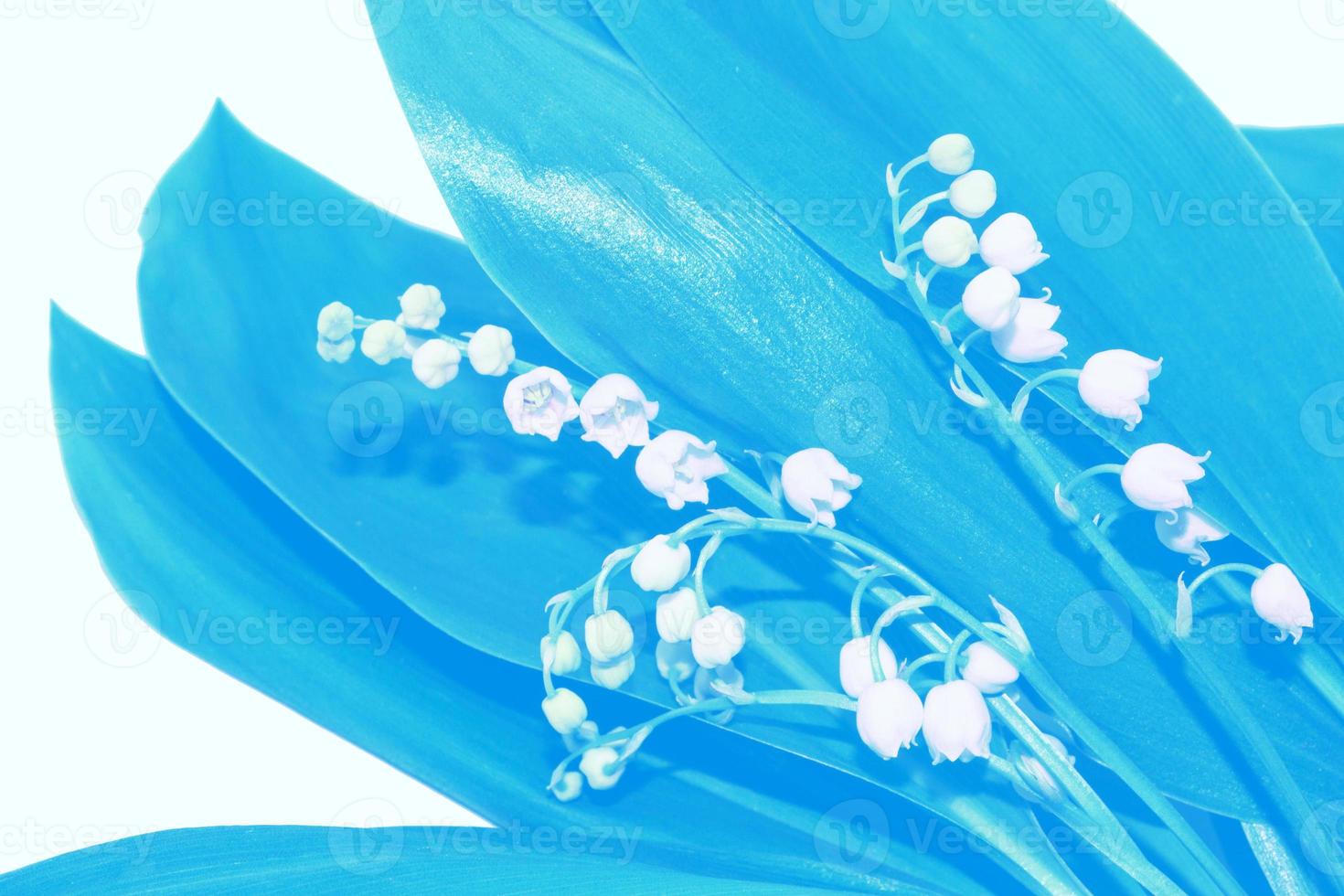 Lily of the valley flower on white background photo
