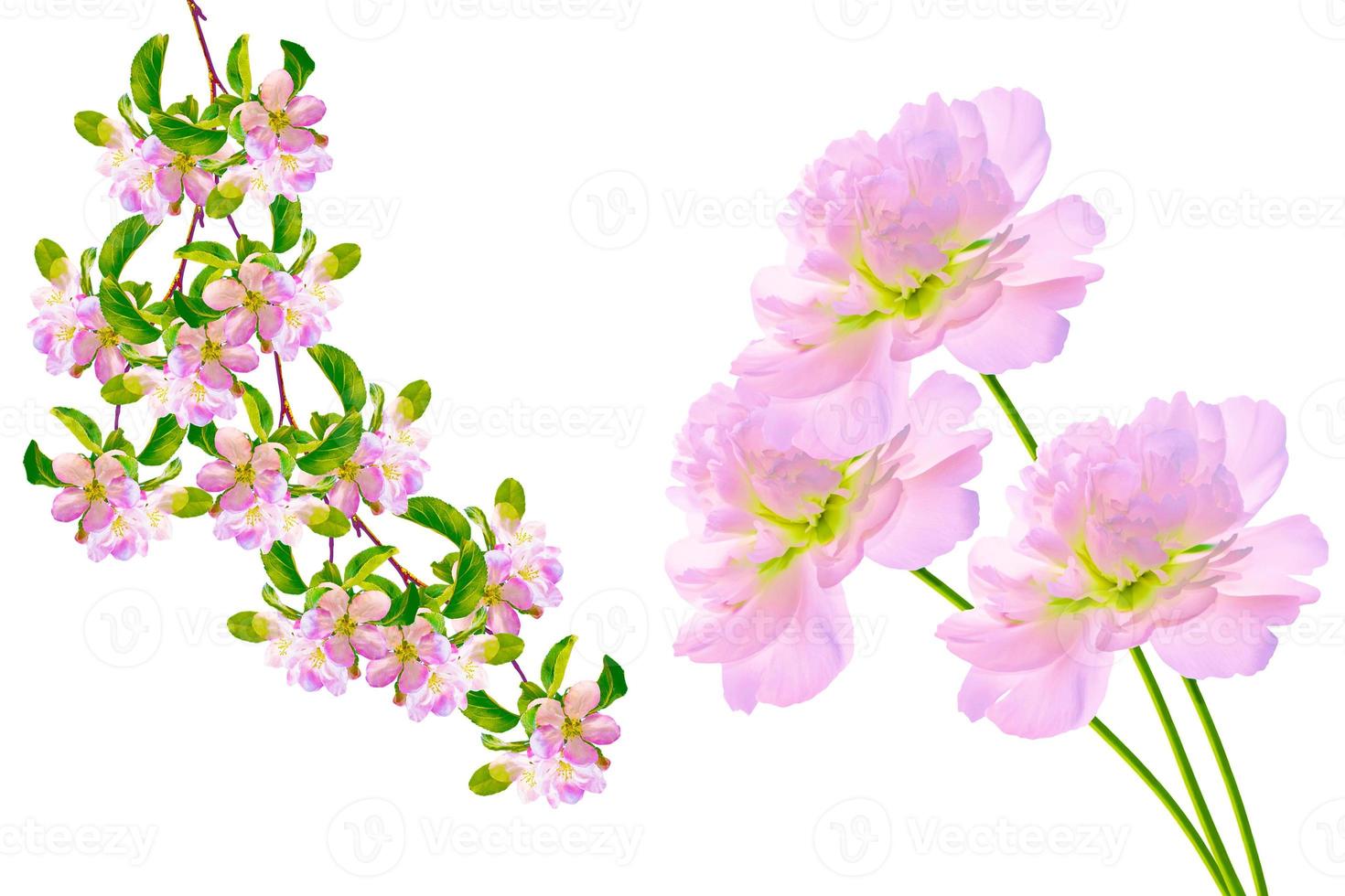 spring flowers peony. Apple tree photo