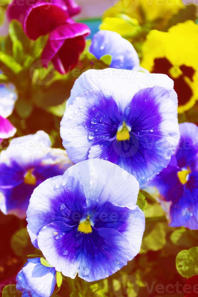 Closeup of colorful pansy flower. photo