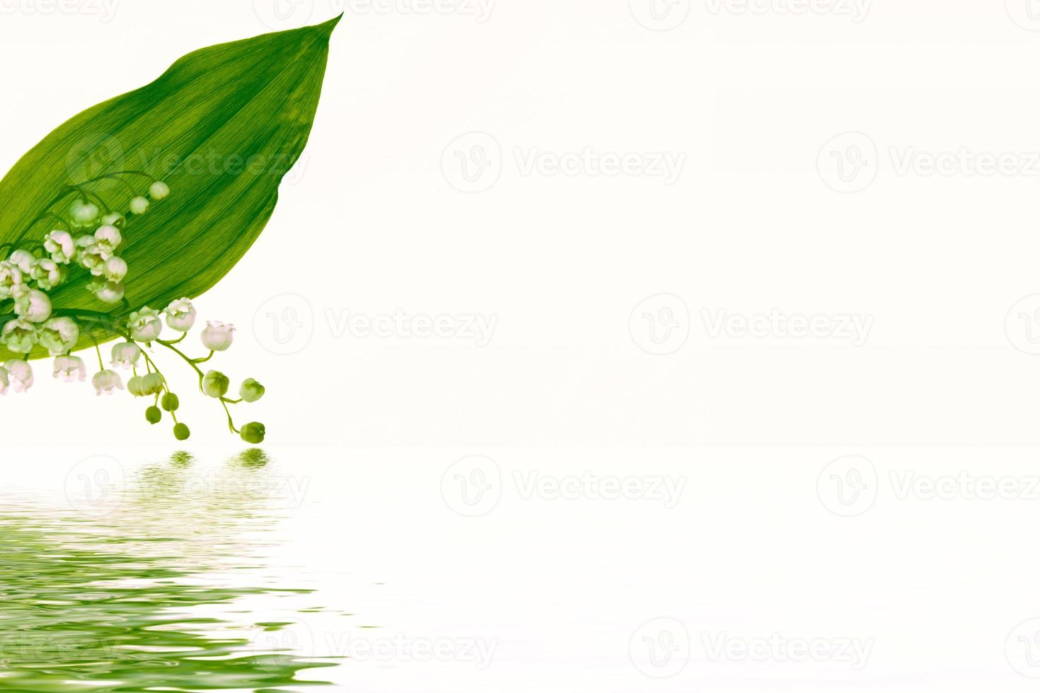 Lily of the valley flower on white background photo