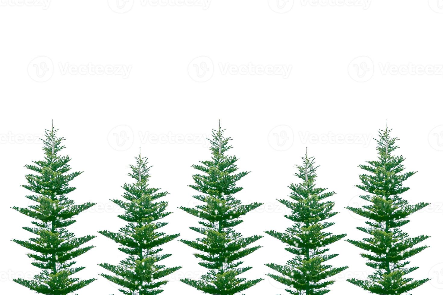 Christmas tree in the snow isolated on a white background. greeting card. photo