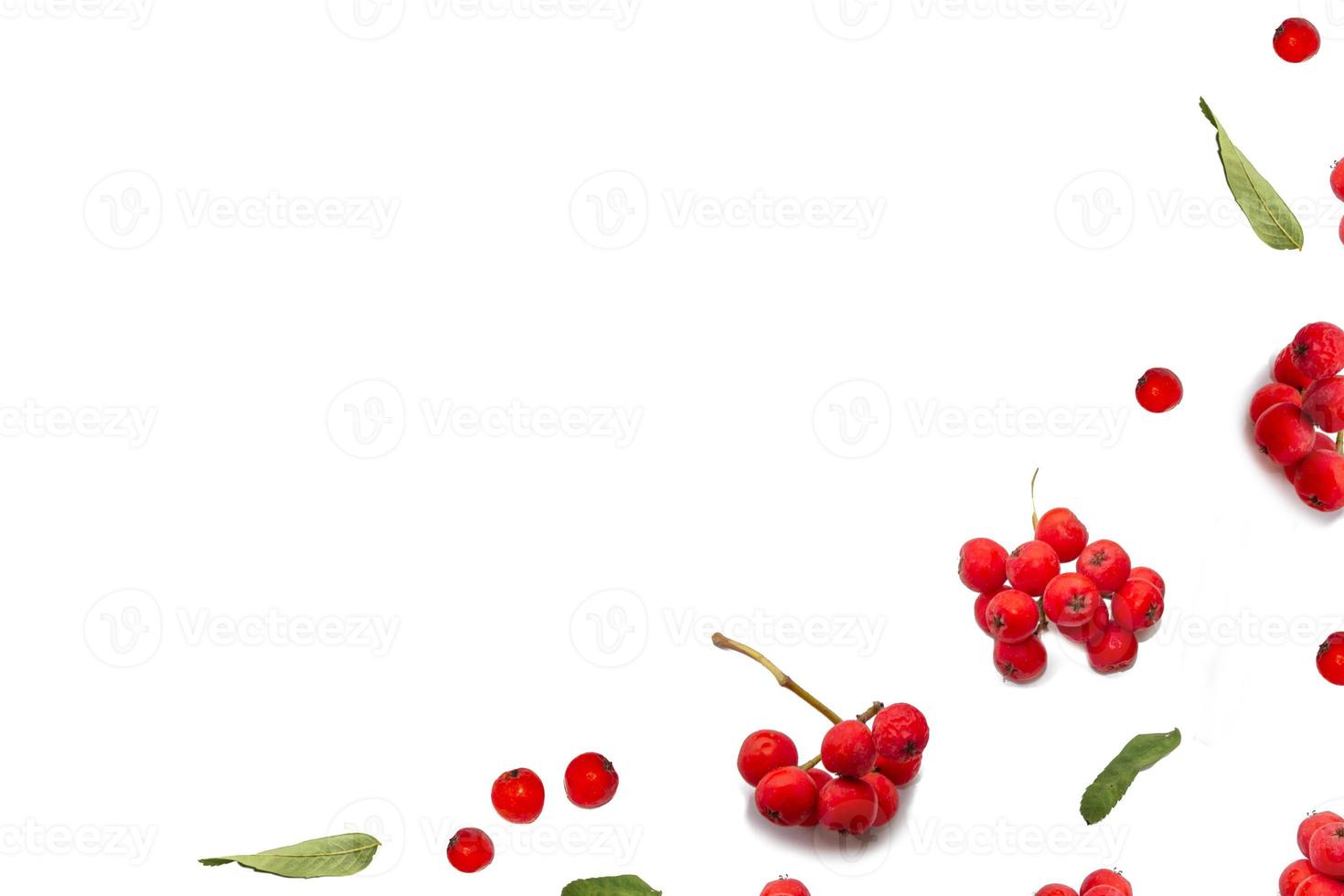 Bunches of red rowan berries photo